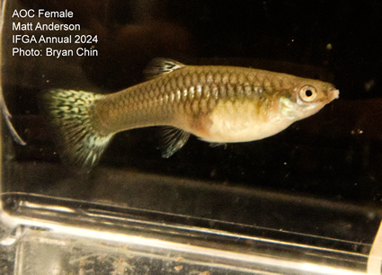 Female guppy aoc